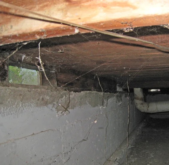 Crawl Space Mold Removal in Bellingham, WA